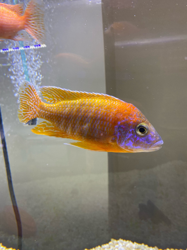 African cichlid fish  in Fish for Rehoming in Oakville / Halton Region