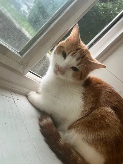 fixed cats, View more