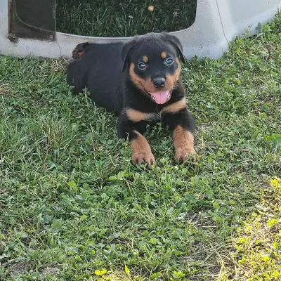 German Rottweiler pups, View more