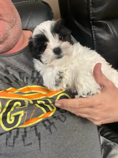 Shih-Tsu-Bichon -Shichon Teddy Bear Puppies , View more