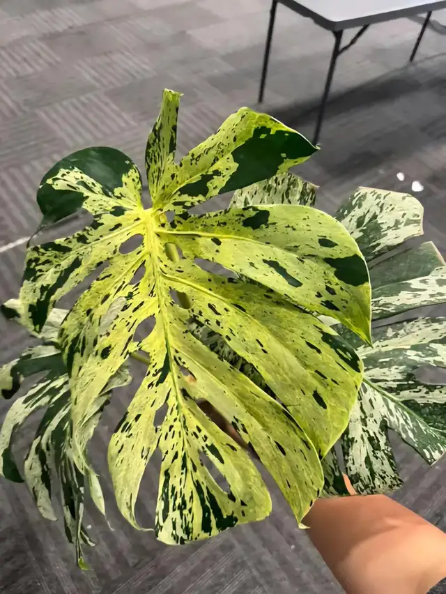 Promo on rooted wetstick monstera variegata in Plants, Fertilizer & Soil in City of Toronto - Image 8
