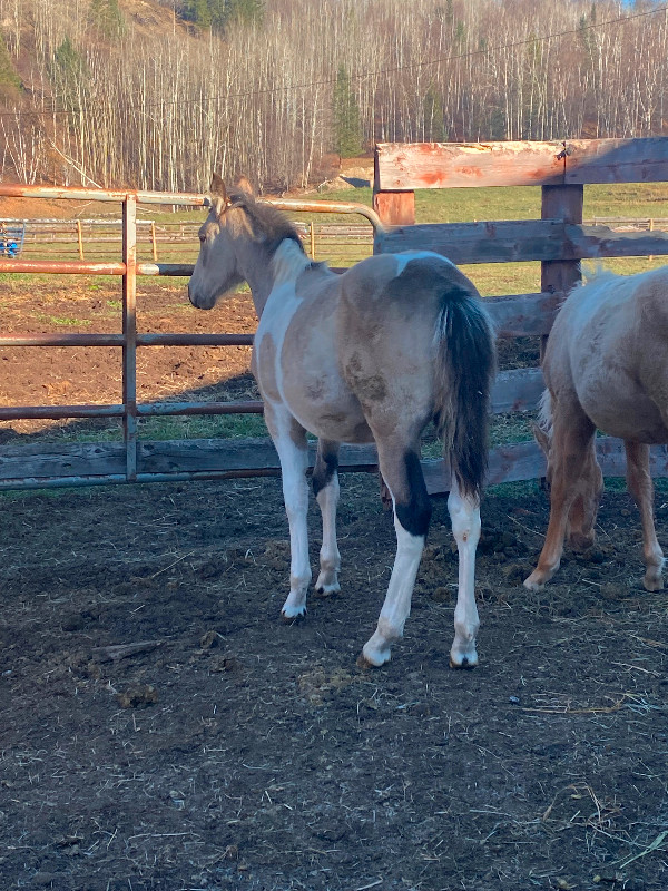 Big stocky buckskin paint draft cross in Horses & Ponies for Rehoming in Quesnel