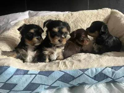 ❤️ Tiny Yorkie puppies ❤️ 2 girls 2 boys, View more