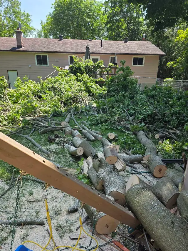 Storm Proofing Tree Service - Free Quote - 2892005156 in Lawn, Tree Maintenance & Eavestrough in City of Toronto - Image 7