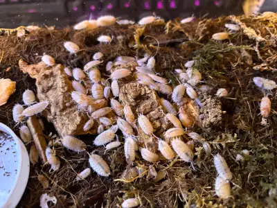 These guys are so pretty. You get 12+ pods of different size and age I will trade for other critters...