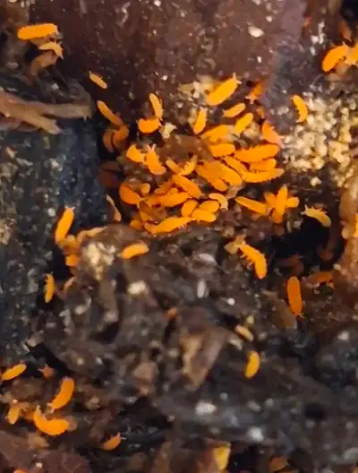 Spanish Orange Springtails, View more