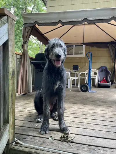 1.5 year old Irish Wolfhound, View more