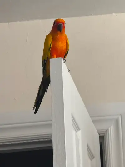 Sun Conure, View more