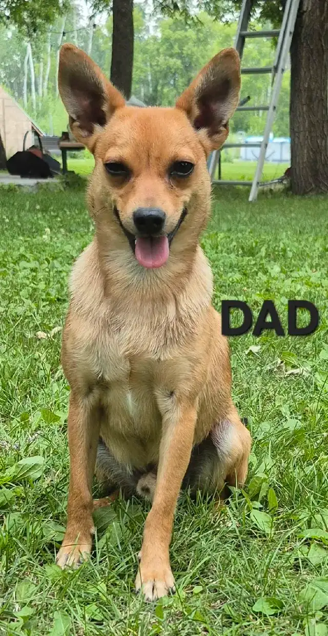 Adorable puppys for sale in Dogs & Puppies for Rehoming in Winnipeg - Image 9