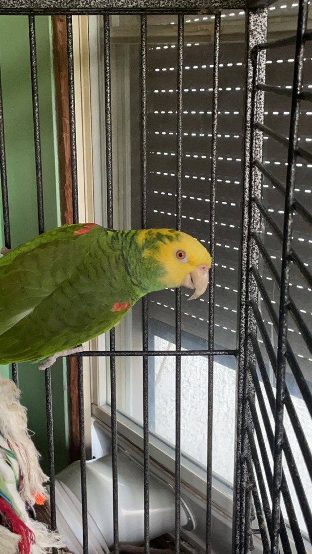 Sulphur Crested Cockatoo, Umbrella Cockatoo, Amazon Parrot Birds for