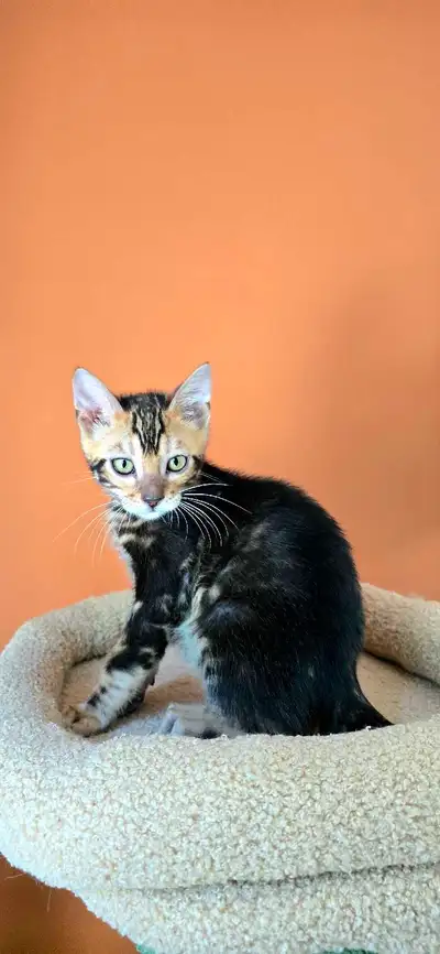 chaton bengal male only one marble pure rare tica, View more