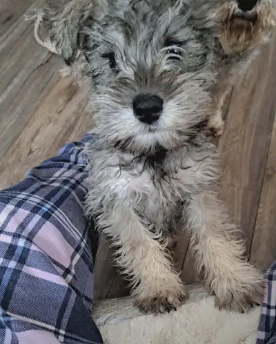 Miniature Schnauzer Puppy - Female, View more