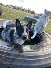 Just 4 left Puppies Red and Blue heelers(Australian Cattle Dogs)