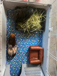 Two Young female Guinea Pigs