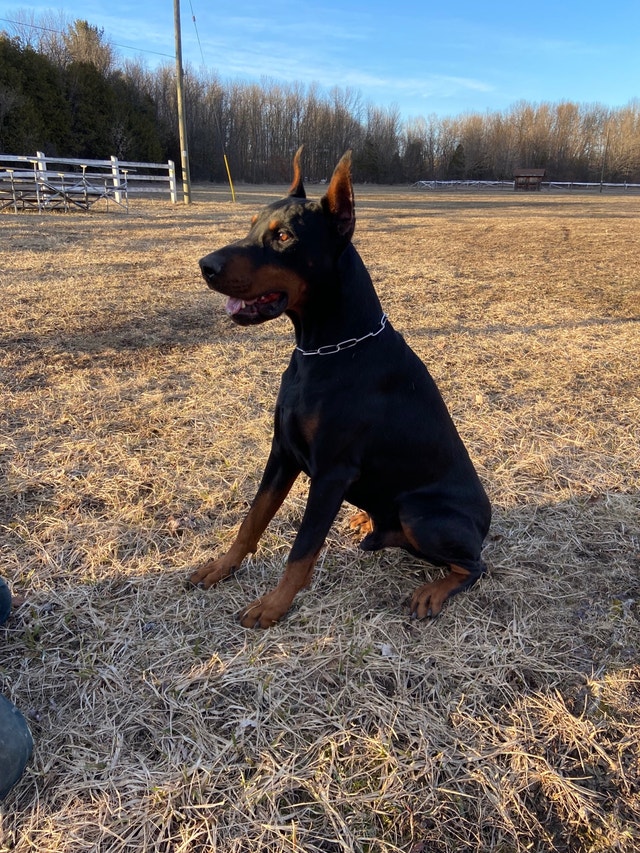 CKC 5 month old male Dobermans Dogs & Puppies for Rehoming Napanee