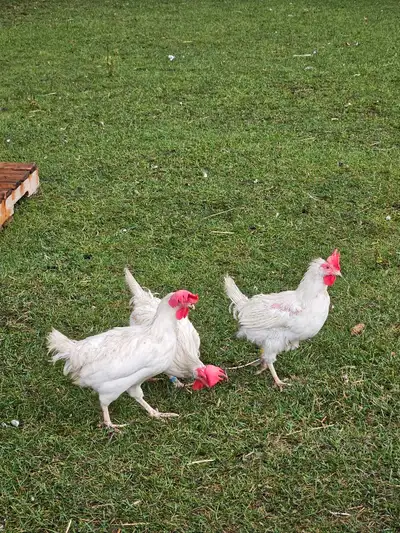 10 Leghorn Hens , View more