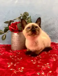Seal Point Male Siamese Kitten is Available 