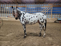 Registered appaloosa stallion standing  at stud