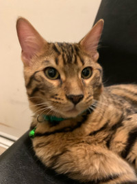 MUST SEE BEFORE GONE Bengal Kittens