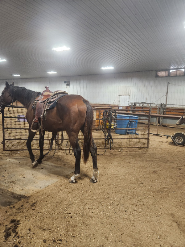 Horse training availabile for May! in Equestrian & Livestock Accessories in Strathcona County - Image 4