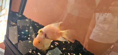 fish for sale , View more