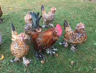 show quality bantam Mille Fleur d’Uccle hatching eggs, View more