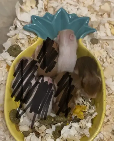 New available hamster baby, View more