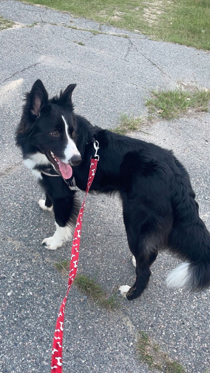 ISO a long term dog sitter ( about 6 months) Animal & Pet Services