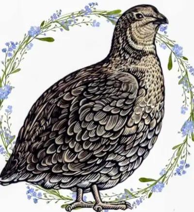 Zaylee's Quail and Eggs., View more