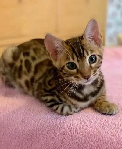✨Purebred GLITTERED bengal kittens ✨, View more