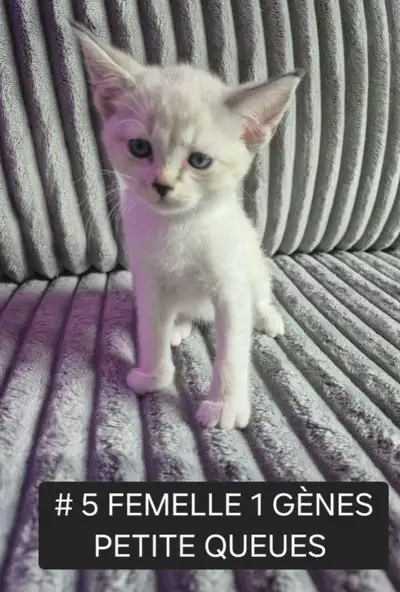 CHATON HIGHLANDS LYNX PURE , MÂLES ET FEMELLES DISPO , View more