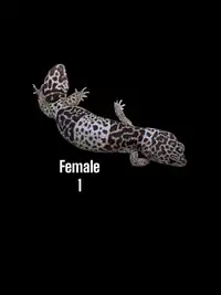 Leopard geckos 