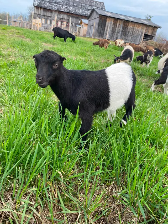 Mini Lamancha in Livestock in Cornwall - Image 5