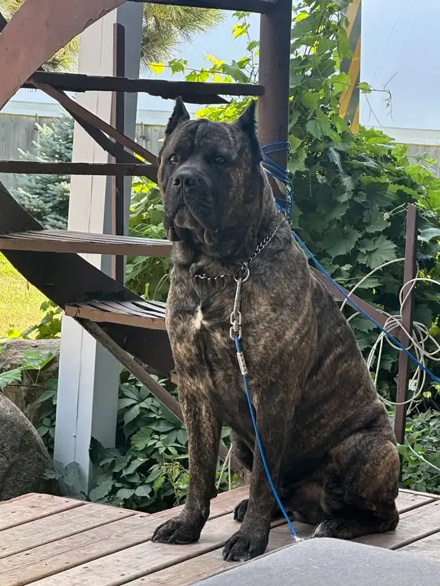 Cane Corso- Great Pyreneese/Kangal mix Puppies | Dogs & Puppies for ...