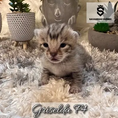 Chatterie Savannah Québec Griselda est une magnifique femelle savannah F4-SBT née le 8 mai 2025. Ell...