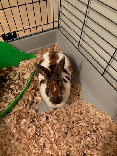 Très beau petit lapin à vendre avec la cage et accessoires et restant de bouffe