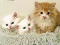 Beautiful pure Persian long hairs kittens  