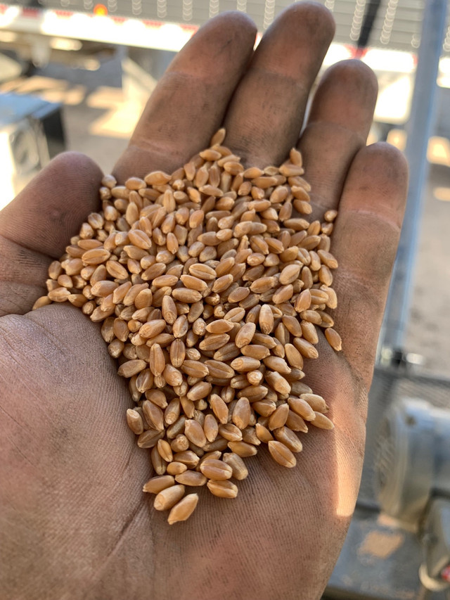 Mobile Grain Cleaning  in Farming Equipment in Regina - Image 3