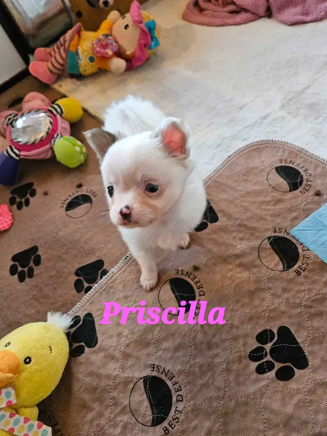 Precious Pom-Chi's in Dogs & Puppies for Rehoming in Edmonton - Image 4