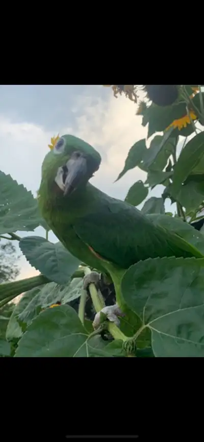 Semi tame, dna tested male. Banded 2016 Willing to consider trading for a breeding pair of parrots o...
