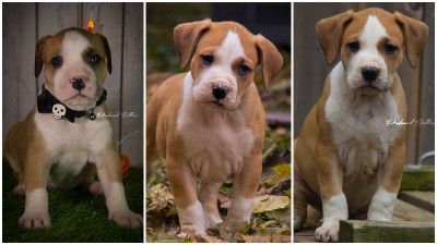 UKC Registered puppies for sale. Ready to go.