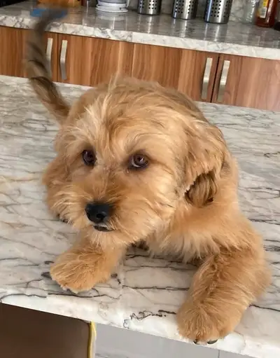 Morkie chiot de 4 mois, View more