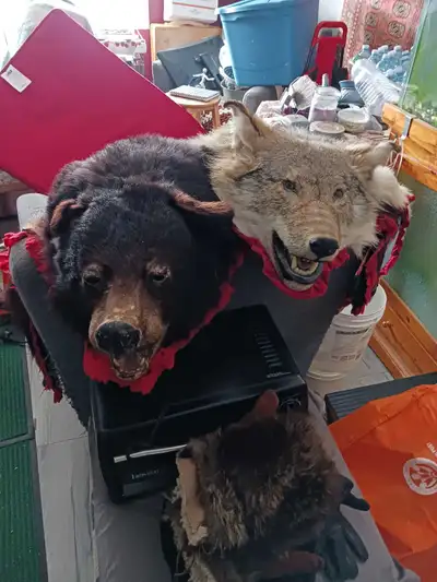 Timber Wolf Rug & Bear  Rug and Caribou hanging Rug, View more