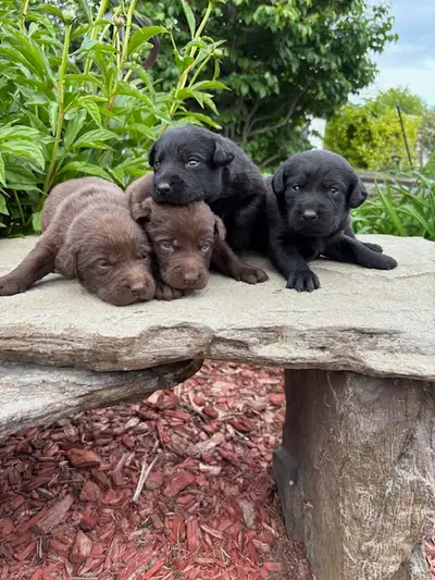 We love to snuggle, cuddle and play and are now 3 weeks old and growing! We will make make loving fa...