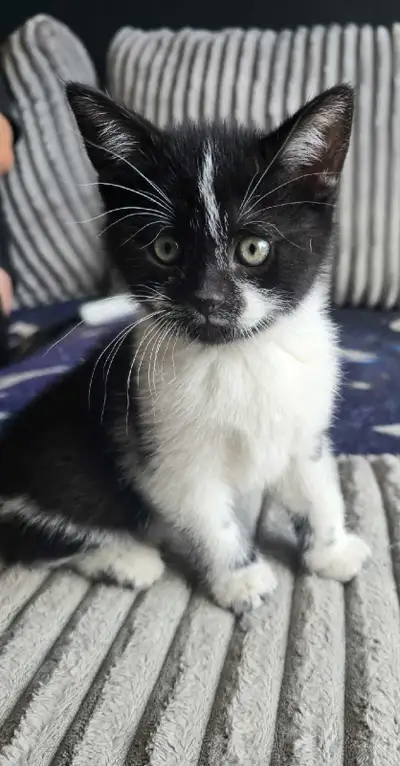 3 CHATONS FEMELLE 75$, View more