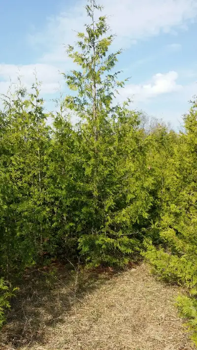CEDAR TREES FOR HEDGES, View more