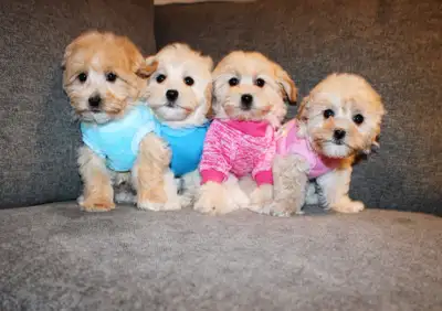 TEDDY BEAR MALTESE X PUPS 647-838-6762, View more