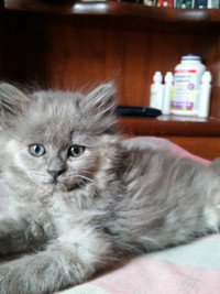 Maine coon mix kittens for sale
