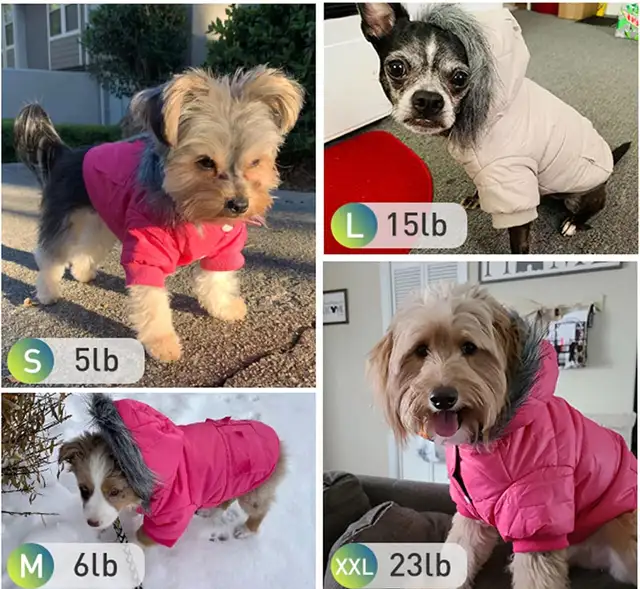 dog coat in Accessories in City of Toronto - Image 6