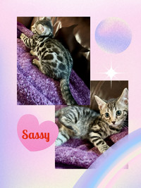 TICA Registered Bengal kittens! Ready to go!